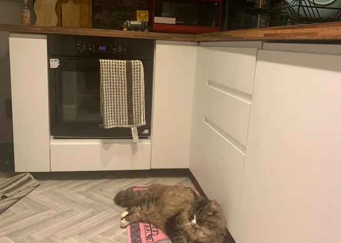 Wake Up With 2 Cats On Your Face Pensjonat *