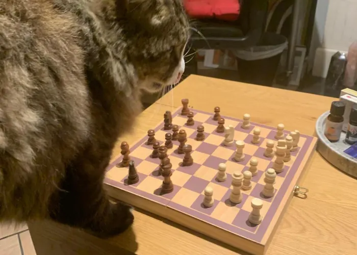 Pensjonat Wake Up With 2 Cats On Your Face Dublin