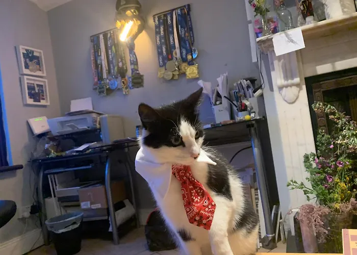 Wake Up With 2 Cats On Your Face Pensjonat Dublin