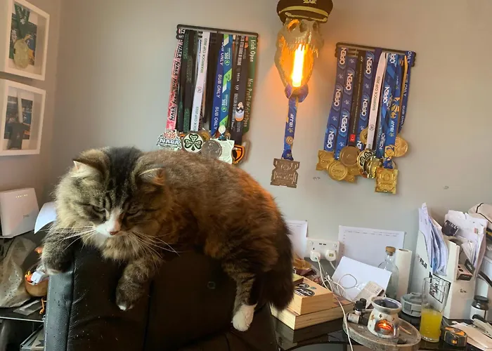 Pensjonat Wake Up With 2 Cats On Your Face *