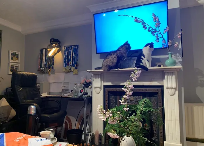 Wake Up With 2 Cats On Your Face * Dublin