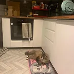 Wake Up With 2 Cats On Your Face Penzion *