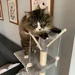 Wake Up With 2 Cats On Your Face