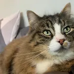Penzion Wake Up With 2 Cats On Your Face