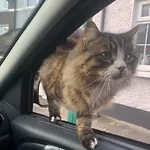 Wake Up With 2 Cats On Your Face *