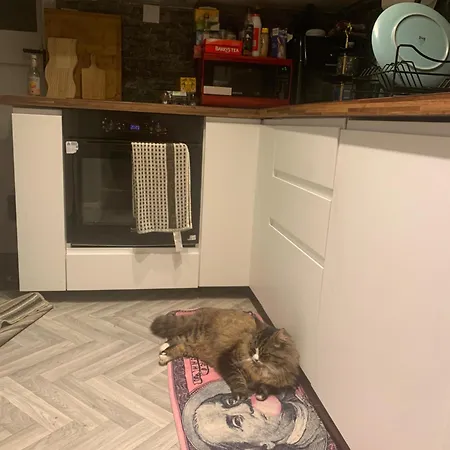 Wake Up With 2 Cats On Your Face Pensión *