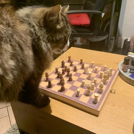 Pensión Wake Up With 2 Cats On Your Face Dublín