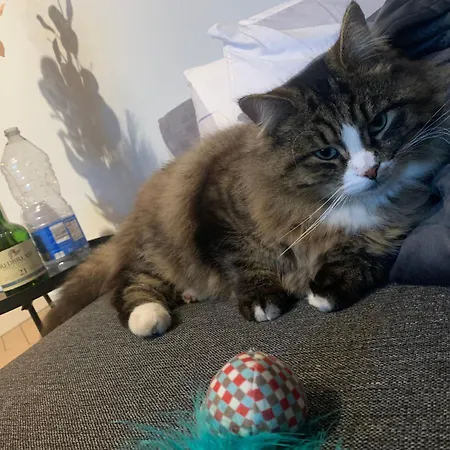 Wake Up With 2 Cats On Your Face *