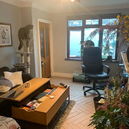 Wake Up With 2 Cats On Your Face * Dublín