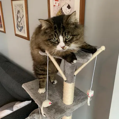 Wake Up With 2 Cats On Your Face