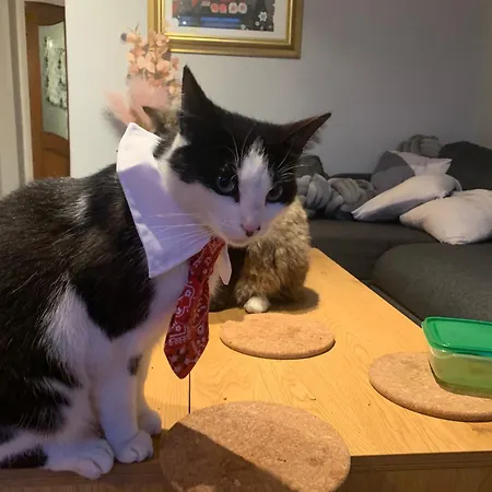 Wake Up With 2 Cats On Your Face Guest house