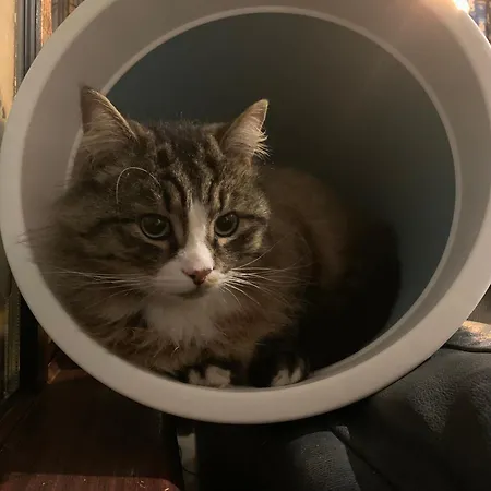 Wake Up With 2 Cats On Your Face Pensión *