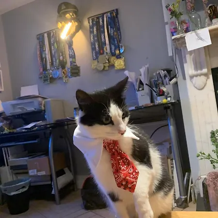 Wake Up With 2 Cats On Your Face Pensión Dublín