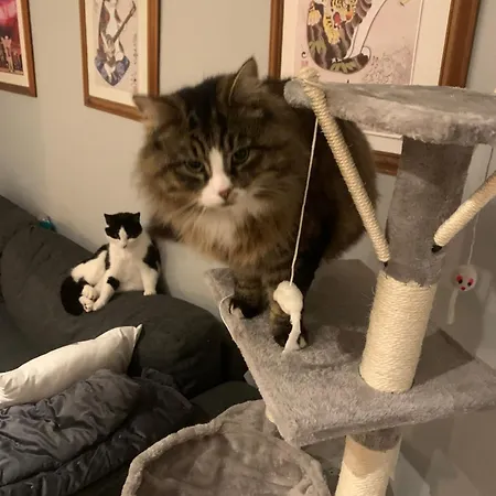 Wake Up With 2 Cats On Your Face *