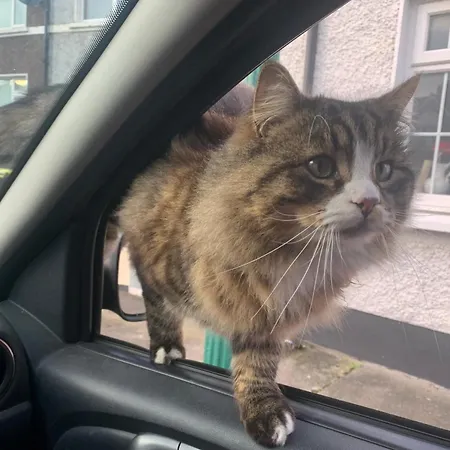 Wake Up With 2 Cats On Your Face *