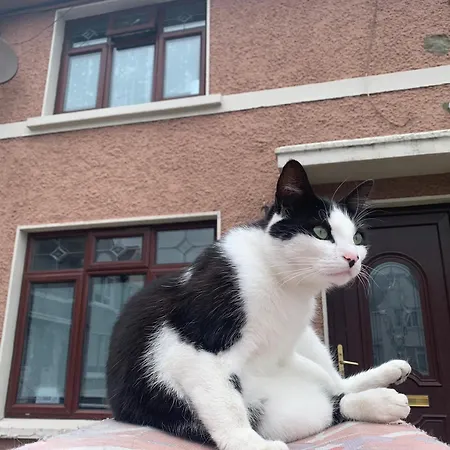 Wake Up With 2 Cats On Your Face *