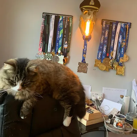 Guest house Wake Up With 2 Cats On Your Face *