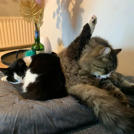 Wake Up With 2 Cats On Your Face Pensión Dublín