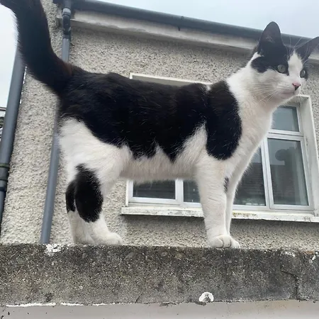 Wake Up With 2 Cats On Your Face