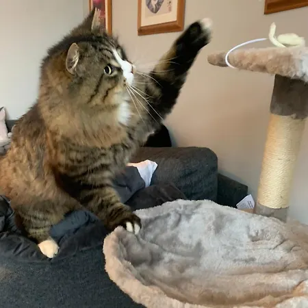 Wake Up With 2 Cats On Your Face Pensión *