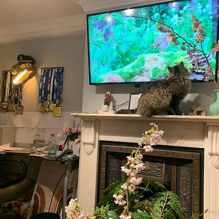 Wake Up With 2 Cats On Your Face Pensión Dublín