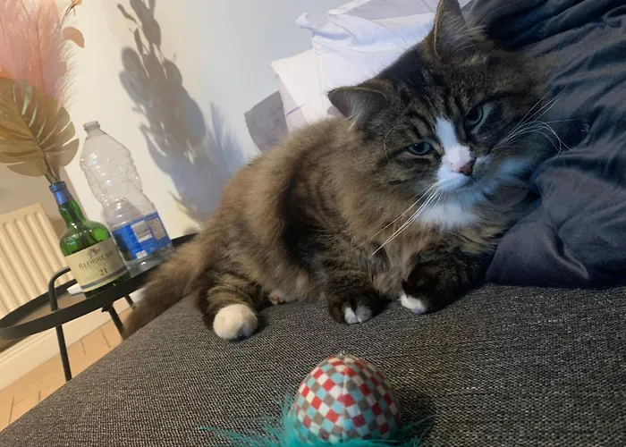 Wake Up With 2 Cats On Your Face *