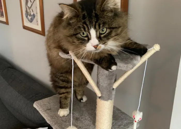 Wake Up With 2 Cats On Your Face