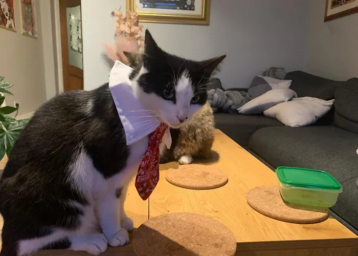 Wake Up With 2 Cats On Your Face Gæstehus