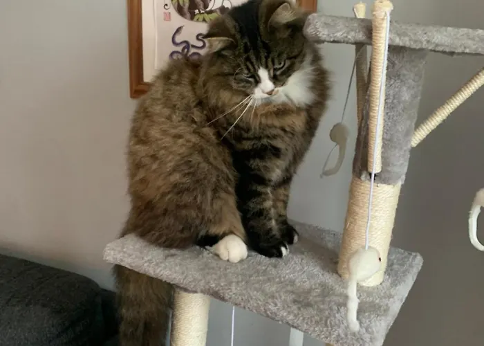 Wake Up With 2 Cats On Your Face Penzion