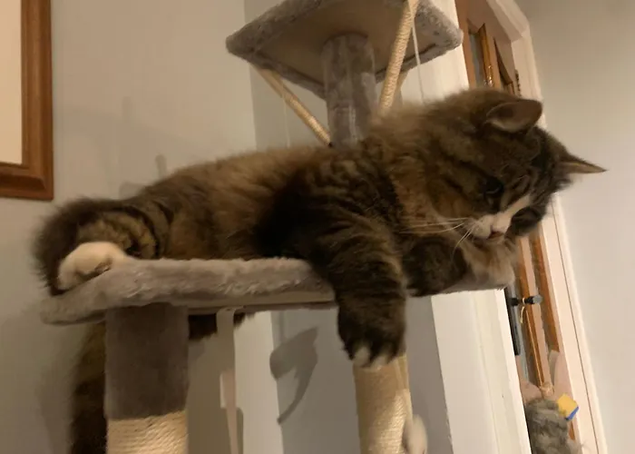 Gæstehus Wake Up With 2 Cats On Your Face