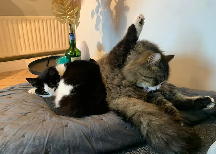 Wake Up With 2 Cats On Your Face Penzion Dublin