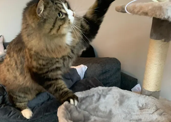 Wake Up With 2 Cats On Your Face Gæstehus *