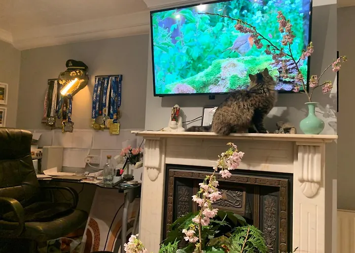 Wake Up With 2 Cats On Your Face ゲストハウス ダブリン