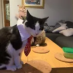 Wake Up With 2 Cats On Your Face ゲストハウス
