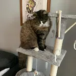 Wake Up With 2 Cats On Your Face ゲストハウス