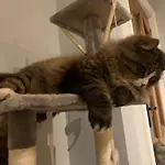 ゲストハウス Wake Up With 2 Cats On Your Face