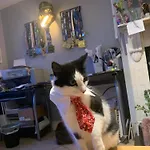 Wake Up With 2 Cats On Your Face ゲストハウス ダブリン