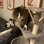Wake Up With 2 Cats On Your Face *
