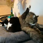 Wake Up With 2 Cats On Your Face ゲストハウス ダブリン