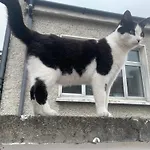 Wake Up With 2 Cats On Your Face