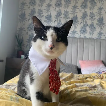 Pensionat Wake Up With 2 Cats On Your Face *