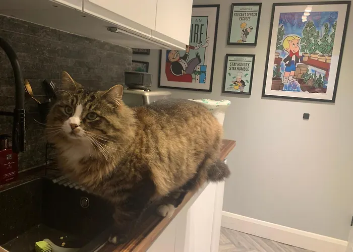 Wake Up With 2 Cats On Your Face *