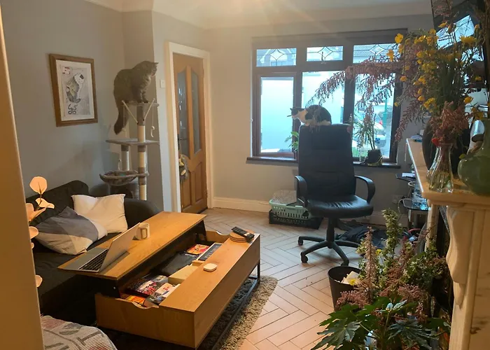 Wake Up With 2 Cats On Your Face * Dublin