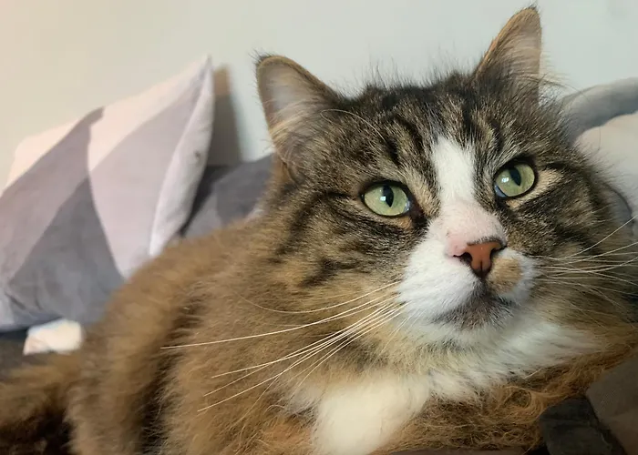 Pensionat Wake Up With 2 Cats On Your Face