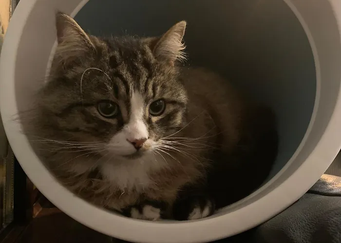 Wake Up With 2 Cats On Your Face Pensionat *