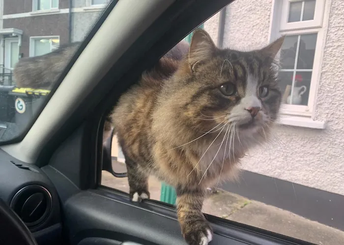 Wake Up With 2 Cats On Your Face *