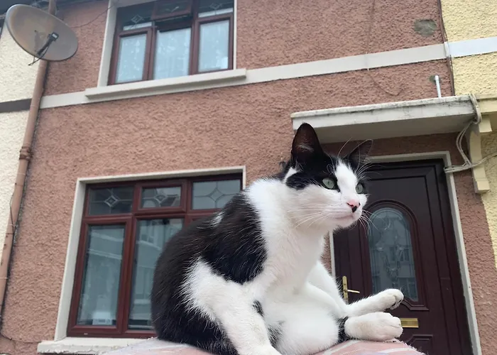 Wake Up With 2 Cats On Your Face *