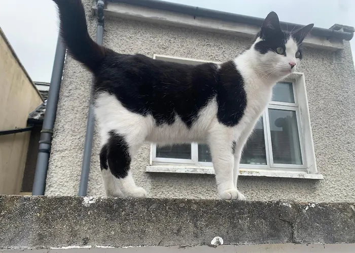 Wake Up With 2 Cats On Your Face