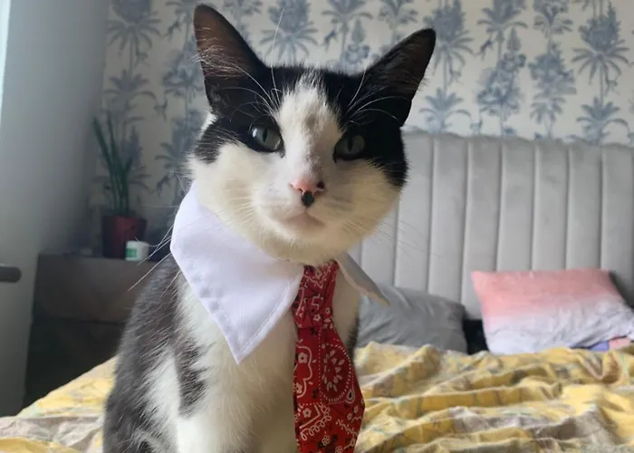 Pensionat Wake Up With 2 Cats On Your Face *