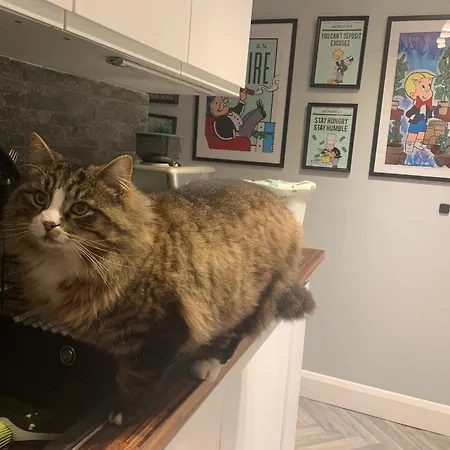 Wake Up With 2 Cats On Your Face *